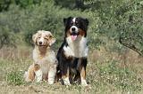 BERGER AUSTRALIEN - ADULT & PUPPY 031
